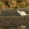 Ibis australsky - Threskiornis moluccus - Australian Ibis 9124